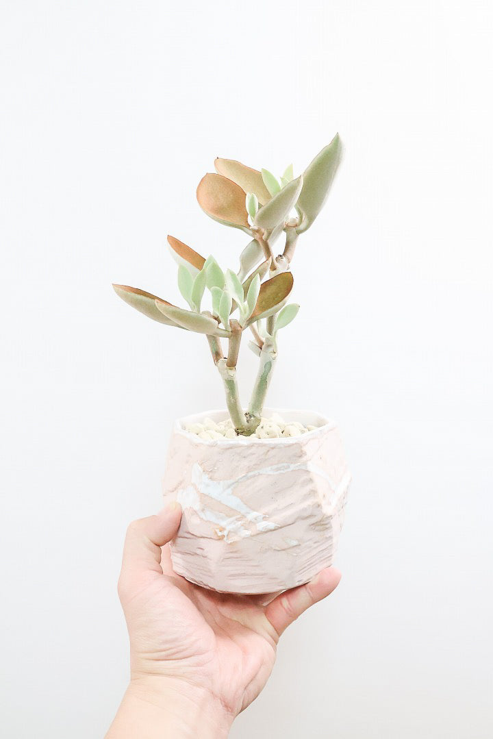 【カランコエ オルギアリス】美しいブロンズリーフが特徴的。とにかく樹形が素晴らしいです！いいサイズ感です！