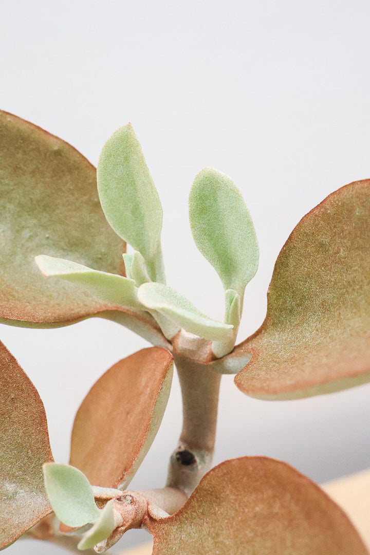 【カランコエ オルギアリス】美しいブロンズリーフが特徴的。とにかく樹形が素晴らしいです！いいサイズ感です！