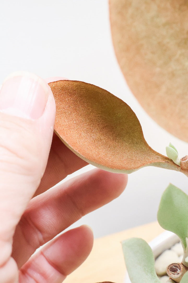 【カランコエ オルギアリス】美しいブロンズリーフが特徴的。とにかく樹形が素晴らしいです！いいサイズ感です！