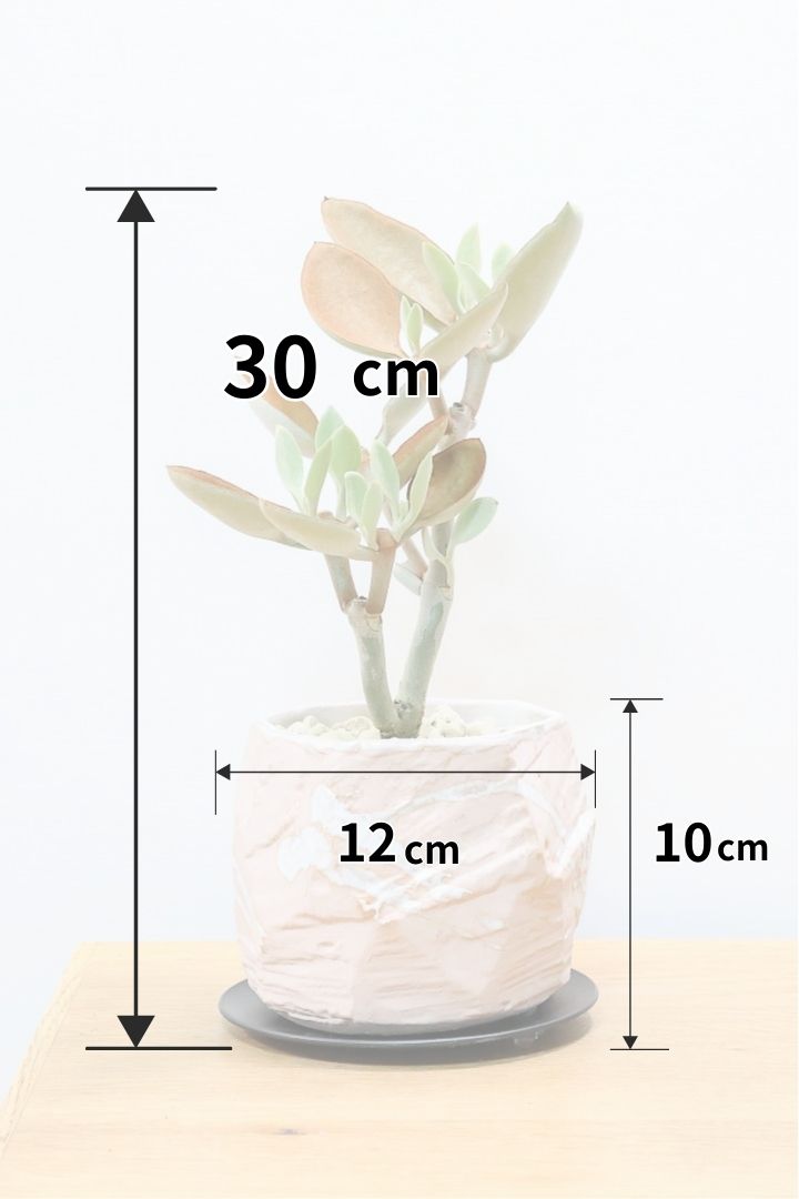 【カランコエ オルギアリス】美しいブロンズリーフが特徴的。とにかく樹形が素晴らしいです！いいサイズ感です！