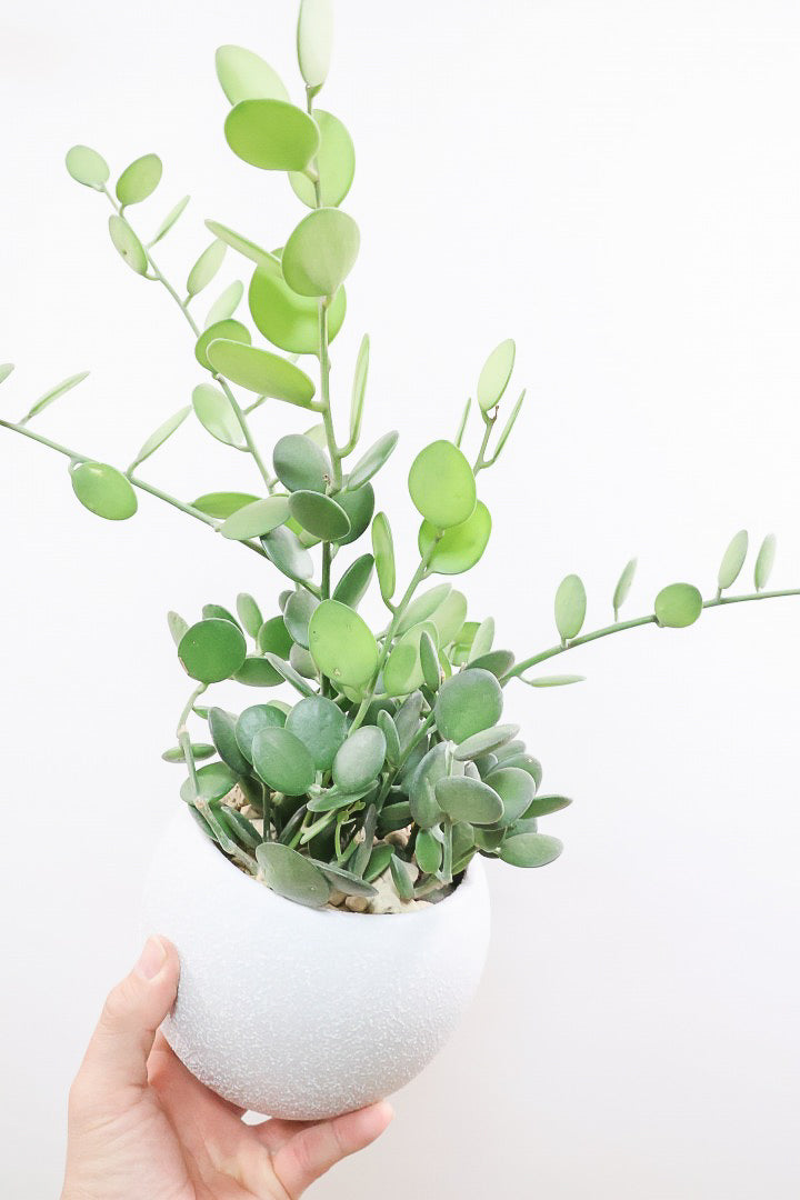 【グリーンドラム】今回場ボリュームのある大き目タイプ！ここまでの大株は希少ですよ！