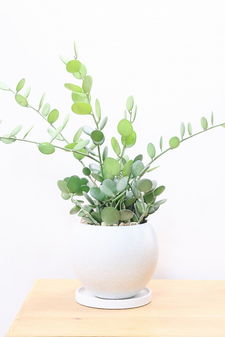 【グリーンドラム】今回場ボリュームのある大き目タイプ！ここまでの大株は希少ですよ！