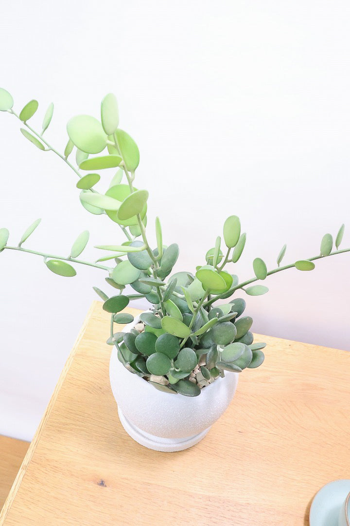 【グリーンドラム】今回場ボリュームのある大き目タイプ！ここまでの大株は希少ですよ！