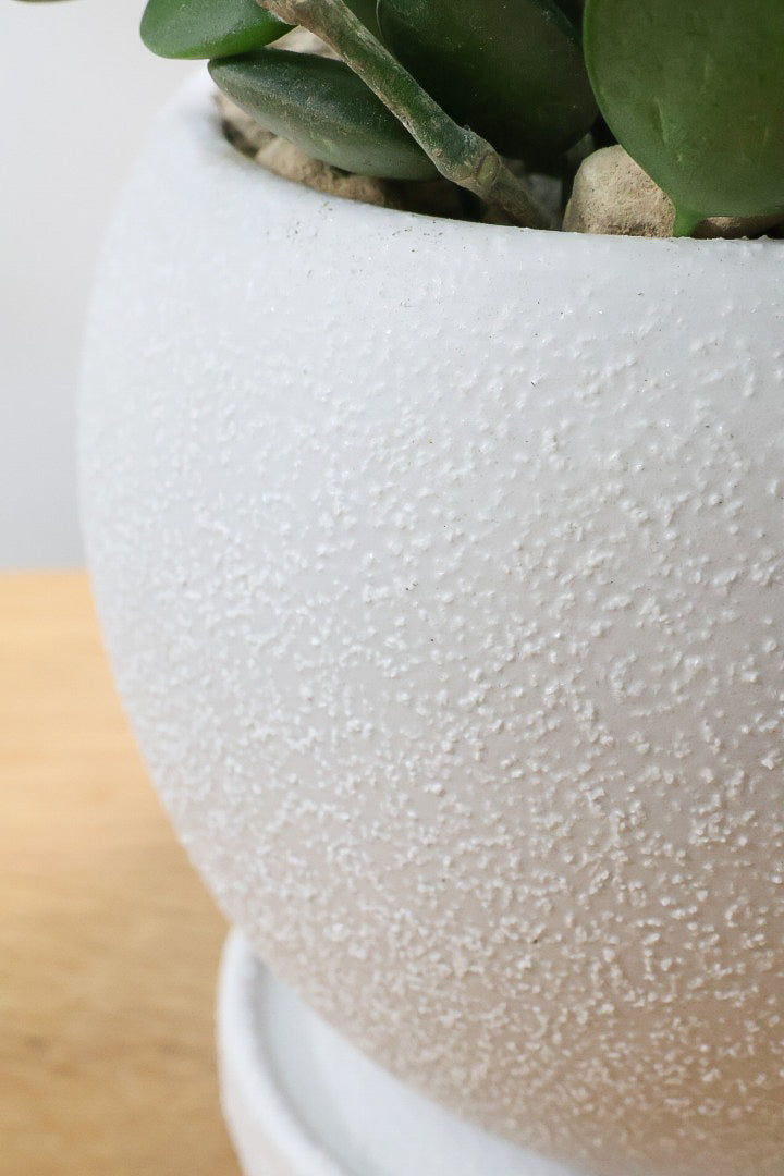 【グリーンドラム】今回場ボリュームのある大き目タイプ！ここまでの大株は希少ですよ！