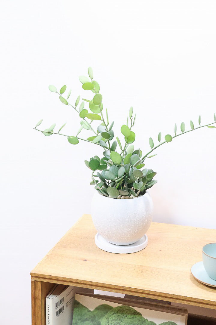 【グリーンドラム】今回場ボリュームのある大き目タイプ！ここまでの大株は希少ですよ！