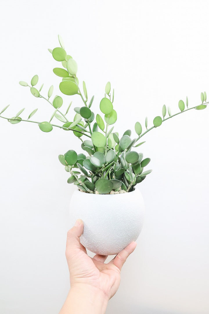 【グリーンドラム】今回場ボリュームのある大き目タイプ！ここまでの大株は希少ですよ！