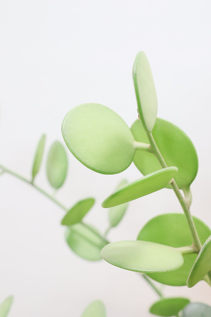 【グリーンドラム】今回場ボリュームのある大き目タイプ！ここまでの大株は希少ですよ！