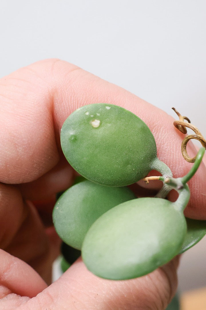 【グリーンドラム】今回場ボリュームのある大き目タイプ！ここまでの大株は希少ですよ！