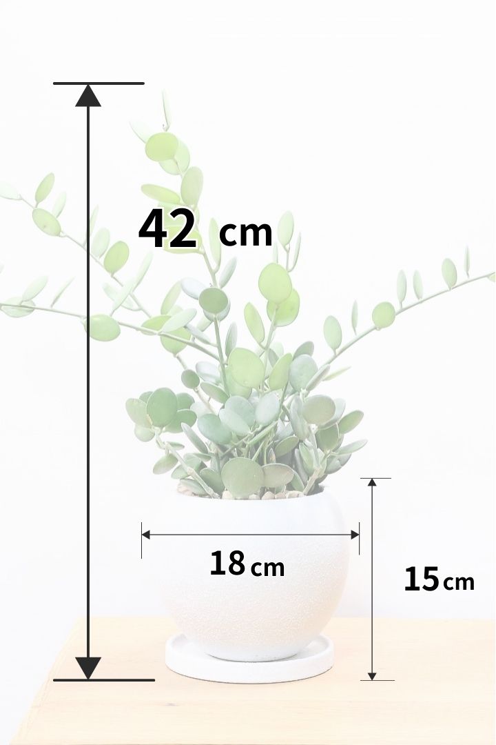 【グリーンドラム】今回場ボリュームのある大き目タイプ！ここまでの大株は希少ですよ！