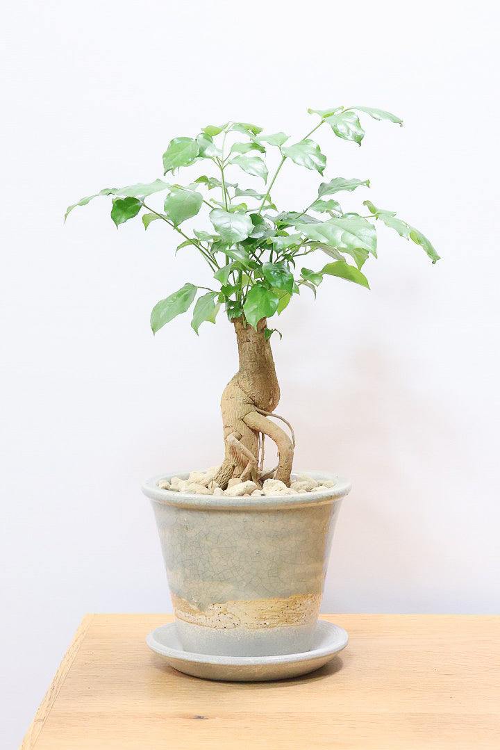 【ヘテロパナックス】今回はシンプルな幹。シンプルな中にも個性があふれる幹なんです！