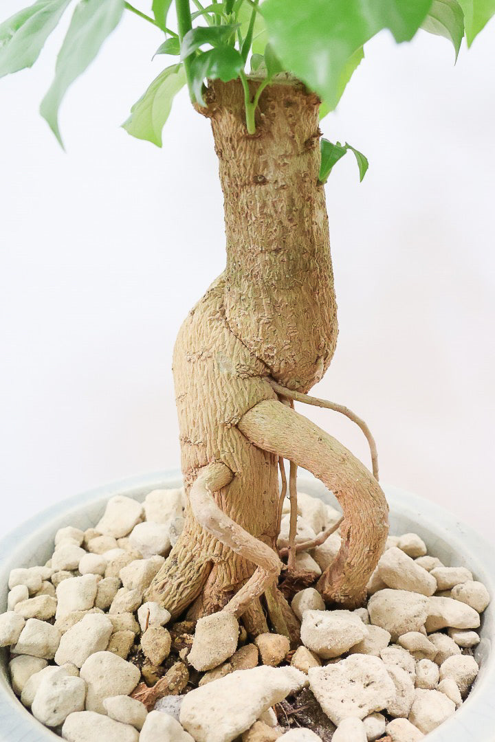 【ヘテロパナックス】今回はシンプルな幹。シンプルな中にも個性があふれる幹なんです！