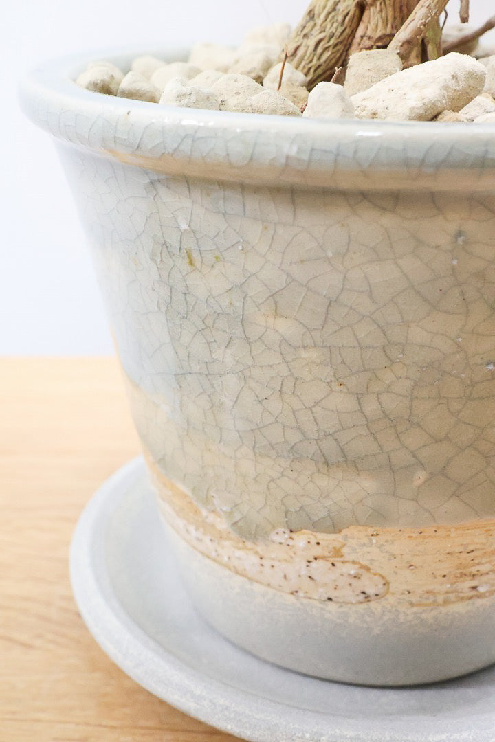 【ヘテロパナックス】今回はシンプルな幹。シンプルな中にも個性があふれる幹なんです！