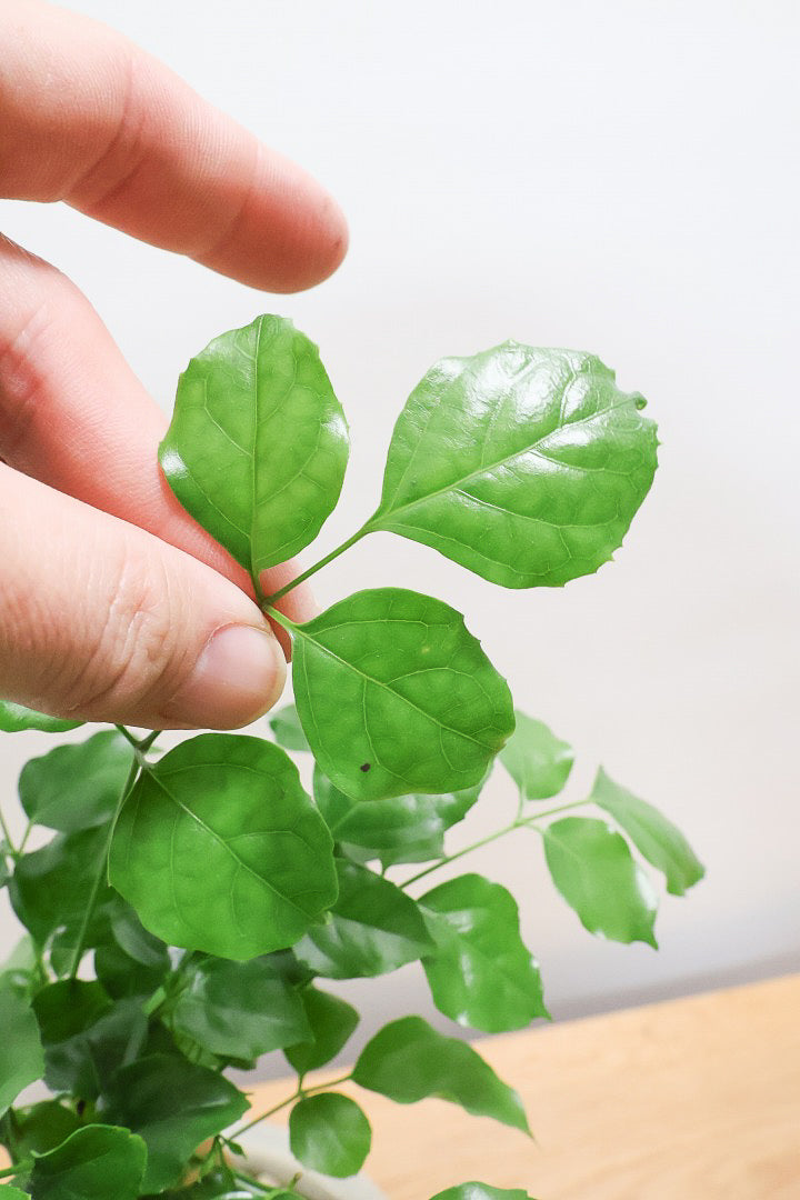【ヘテロパナックス】今回はシンプルな幹。シンプルな中にも個性があふれる幹なんです！