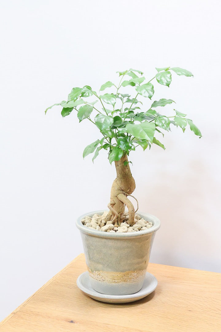 【ヘテロパナックス】今回はシンプルな幹。シンプルな中にも個性があふれる幹なんです！