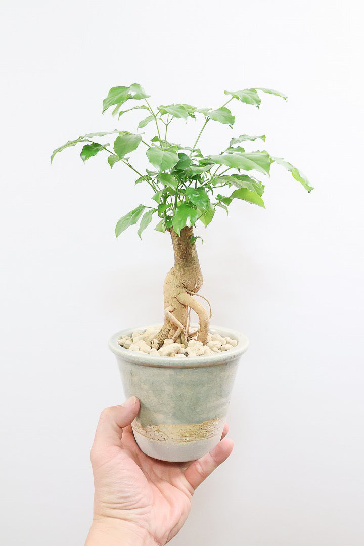 【ヘテロパナックス】今回はシンプルな幹。シンプルな中にも個性があふれる幹なんです！