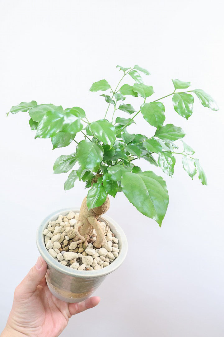 【ヘテロパナックス】今回はシンプルな幹。シンプルな中にも個性があふれる幹なんです！