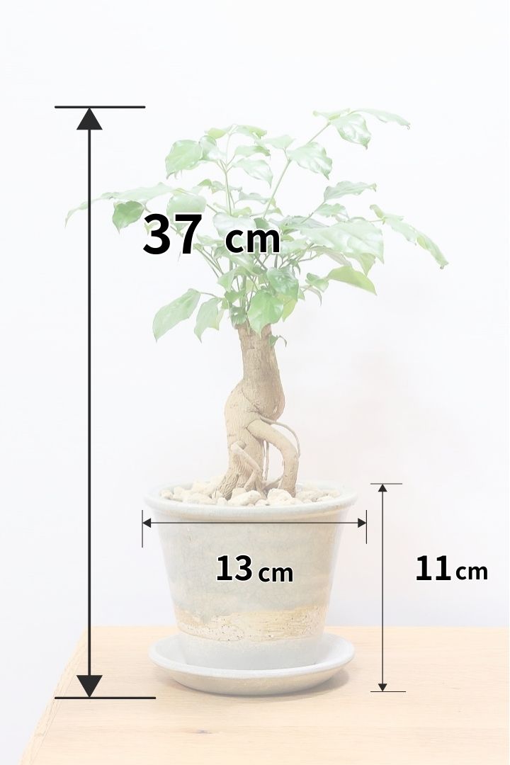 【ヘテロパナックス】今回はシンプルな幹。シンプルな中にも個性があふれる幹なんです！