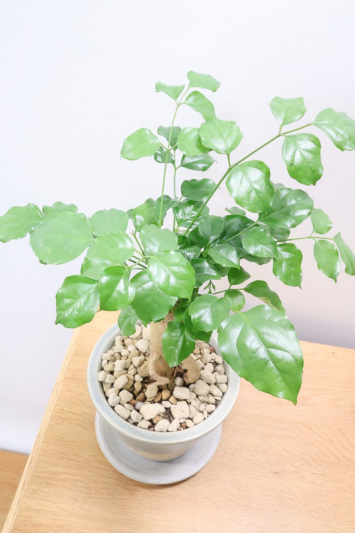 【ヘテロパナックス】今回はシンプルな幹。シンプルな中にも個性があふれる幹なんです！