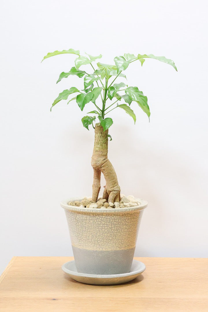 【ヘテロパナックス】人の足のような個性的な幹。シンプルな中にも個性があふれる幹なんです