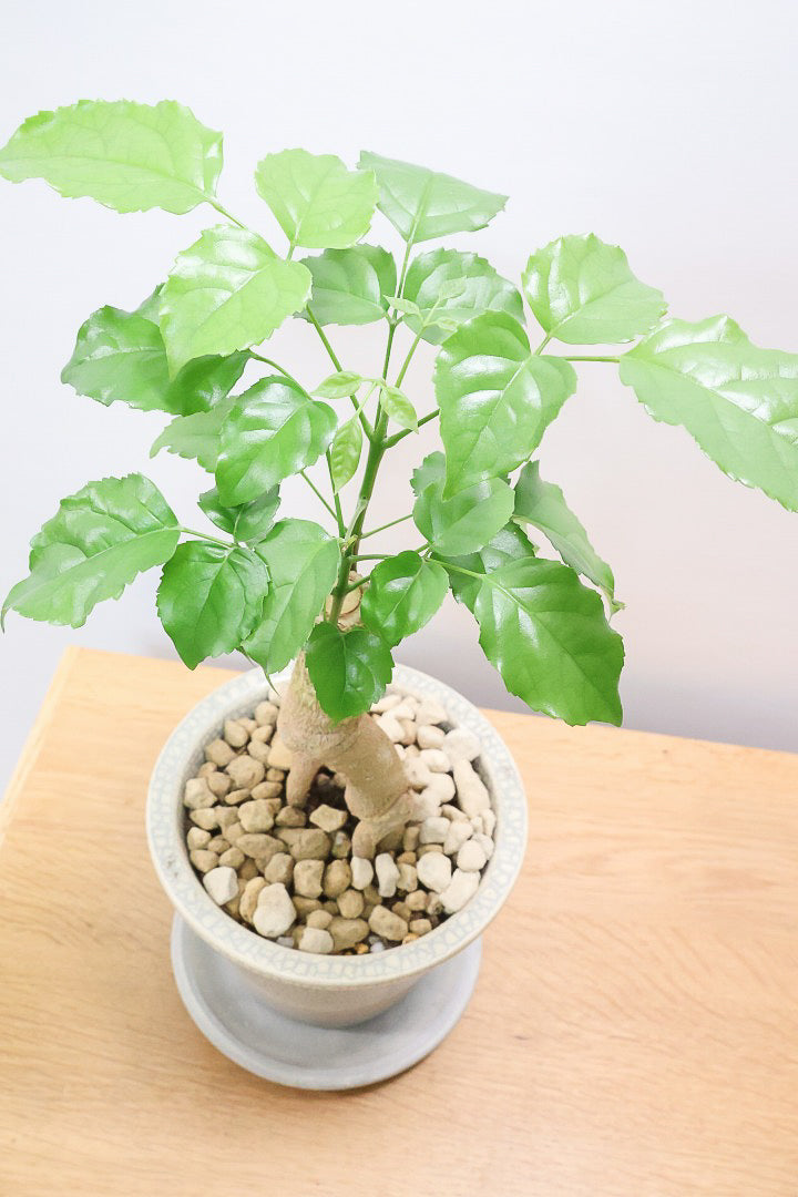 【ヘテロパナックス】人の足のような個性的な幹。シンプルな中にも個性があふれる幹なんです