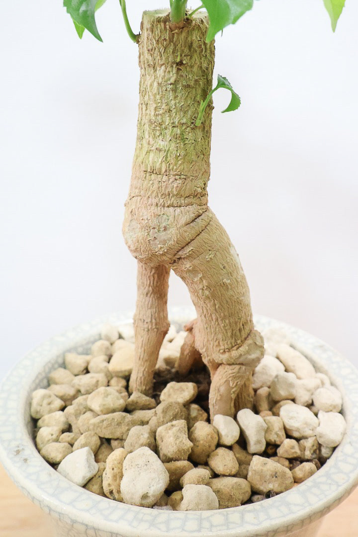 【ヘテロパナックス】人の足のような個性的な幹。シンプルな中にも個性があふれる幹なんです