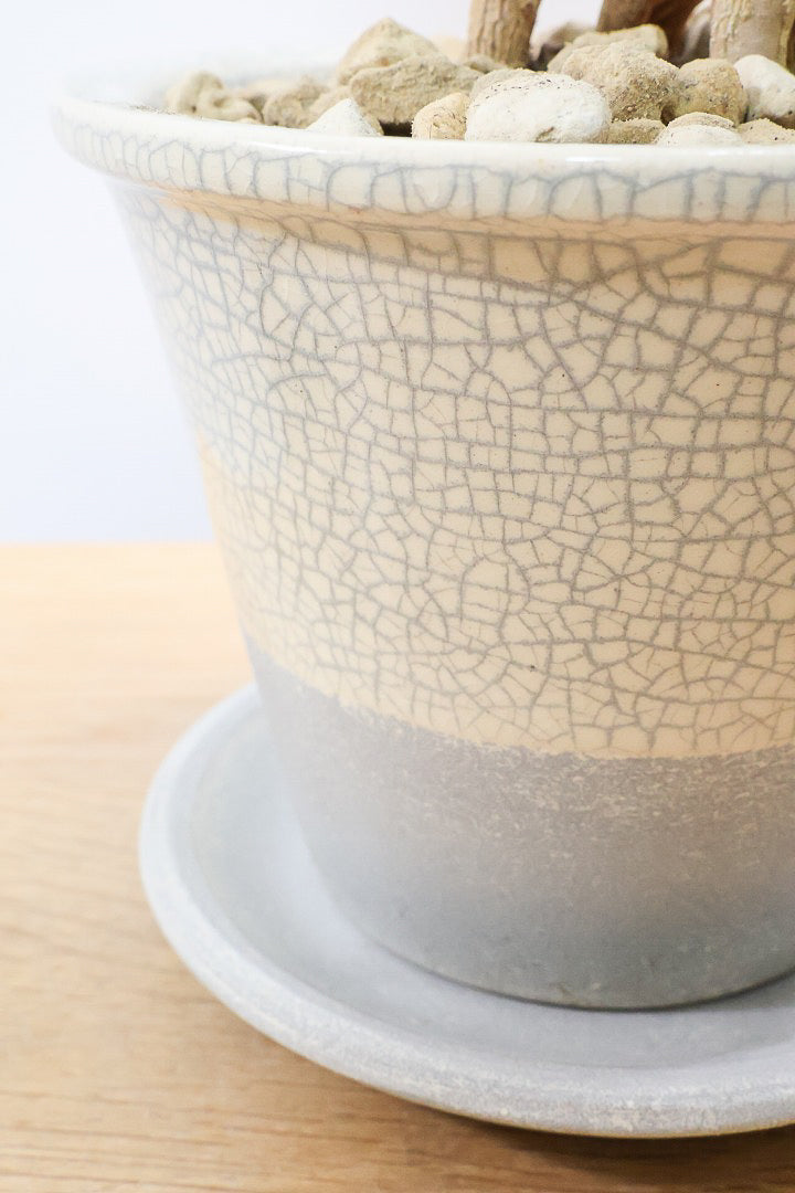 【ヘテロパナックス】人の足のような個性的な幹。シンプルな中にも個性があふれる幹なんです