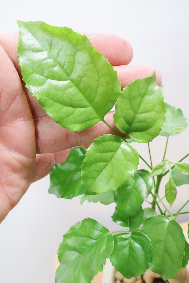 【ヘテロパナックス】人の足のような個性的な幹。シンプルな中にも個性があふれる幹なんです