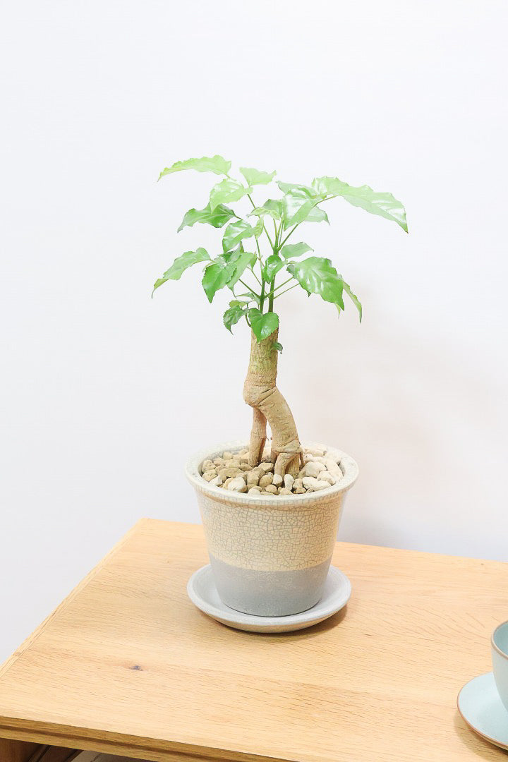 【ヘテロパナックス】人の足のような個性的な幹。シンプルな中にも個性があふれる幹なんです