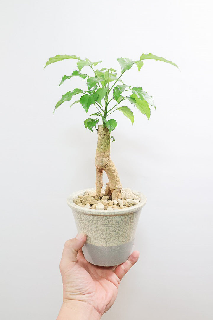 【ヘテロパナックス】人の足のような個性的な幹。シンプルな中にも個性があふれる幹なんです