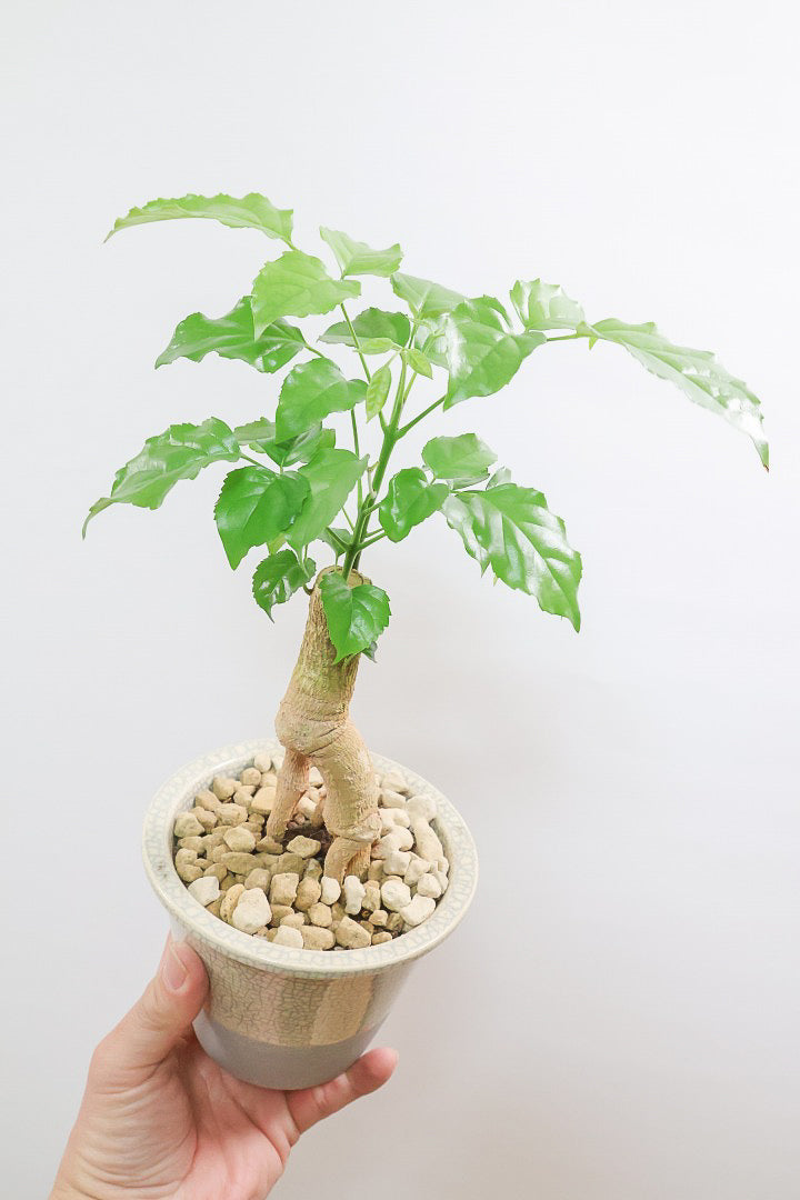 【ヘテロパナックス】人の足のような個性的な幹。シンプルな中にも個性があふれる幹なんです