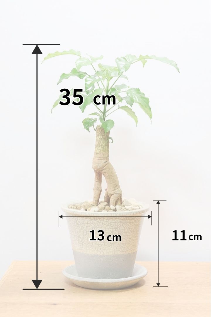【ヘテロパナックス】人の足のような個性的な幹。シンプルな中にも個性があふれる幹なんです