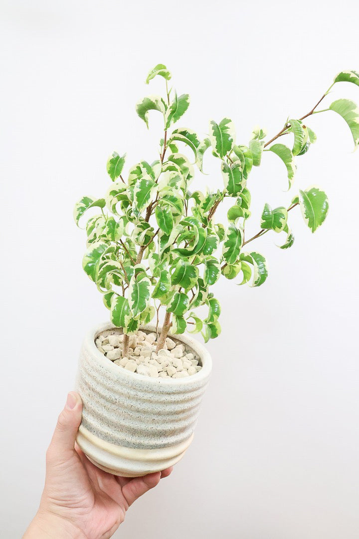 【ベンジャミン シタシオン】かわいいツートンカラーのPOT♪ミニサイズなのに幹はしっかりとしています！爽やかな葉っぱが素敵♪