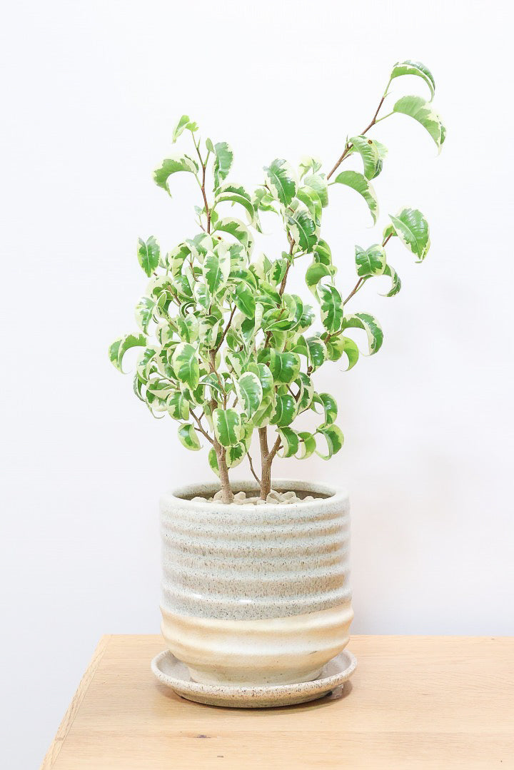 【ベンジャミン シタシオン】かわいいツートンカラーのPOT♪ミニサイズなのに幹はしっかりとしています！爽やかな葉っぱが素敵♪