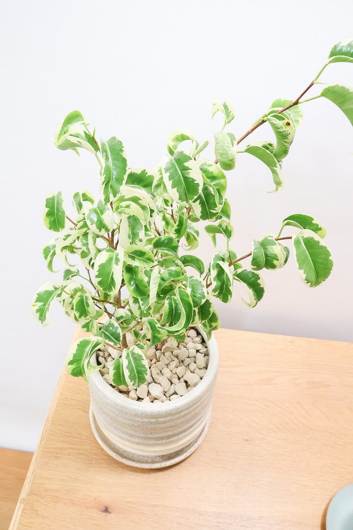 【ベンジャミン シタシオン】かわいいツートンカラーのPOT♪ミニサイズなのに幹はしっかりとしています！爽やかな葉っぱが素敵♪