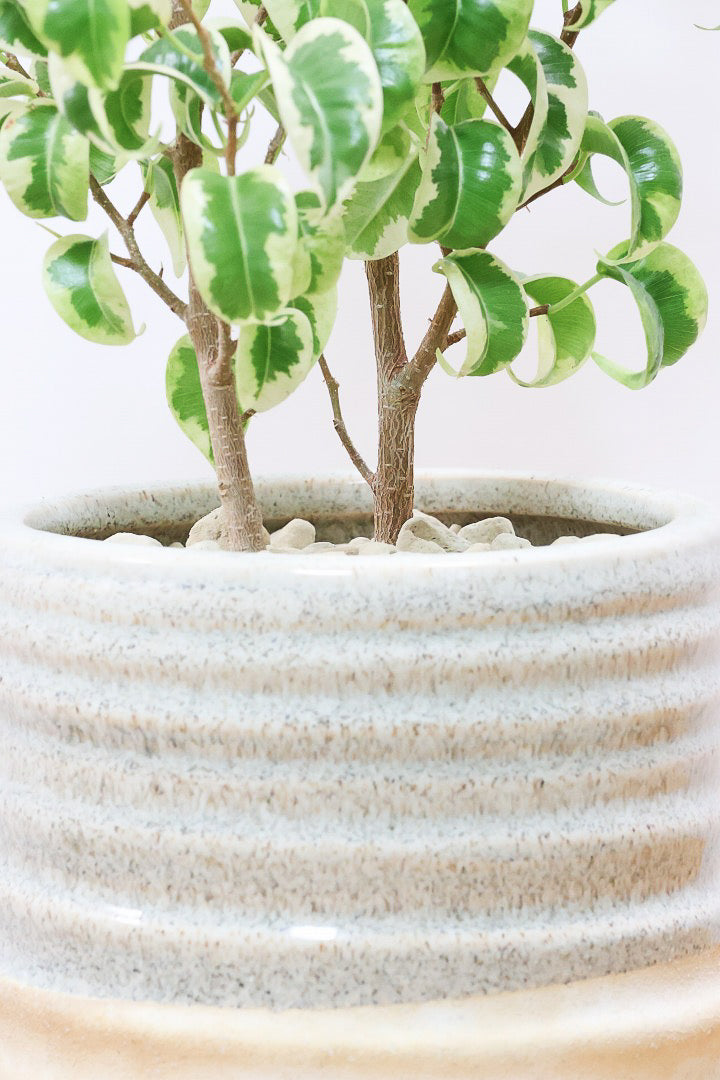 【ベンジャミン シタシオン】かわいいツートンカラーのPOT♪ミニサイズなのに幹はしっかりとしています！爽やかな葉っぱが素敵♪