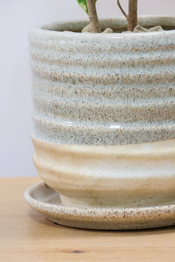 【ベンジャミン シタシオン】かわいいツートンカラーのPOT♪ミニサイズなのに幹はしっかりとしています！爽やかな葉っぱが素敵♪