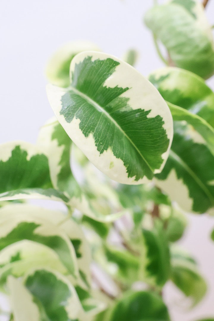 【ベンジャミン シタシオン】かわいいツートンカラーのPOT♪ミニサイズなのに幹はしっかりとしています！爽やかな葉っぱが素敵♪