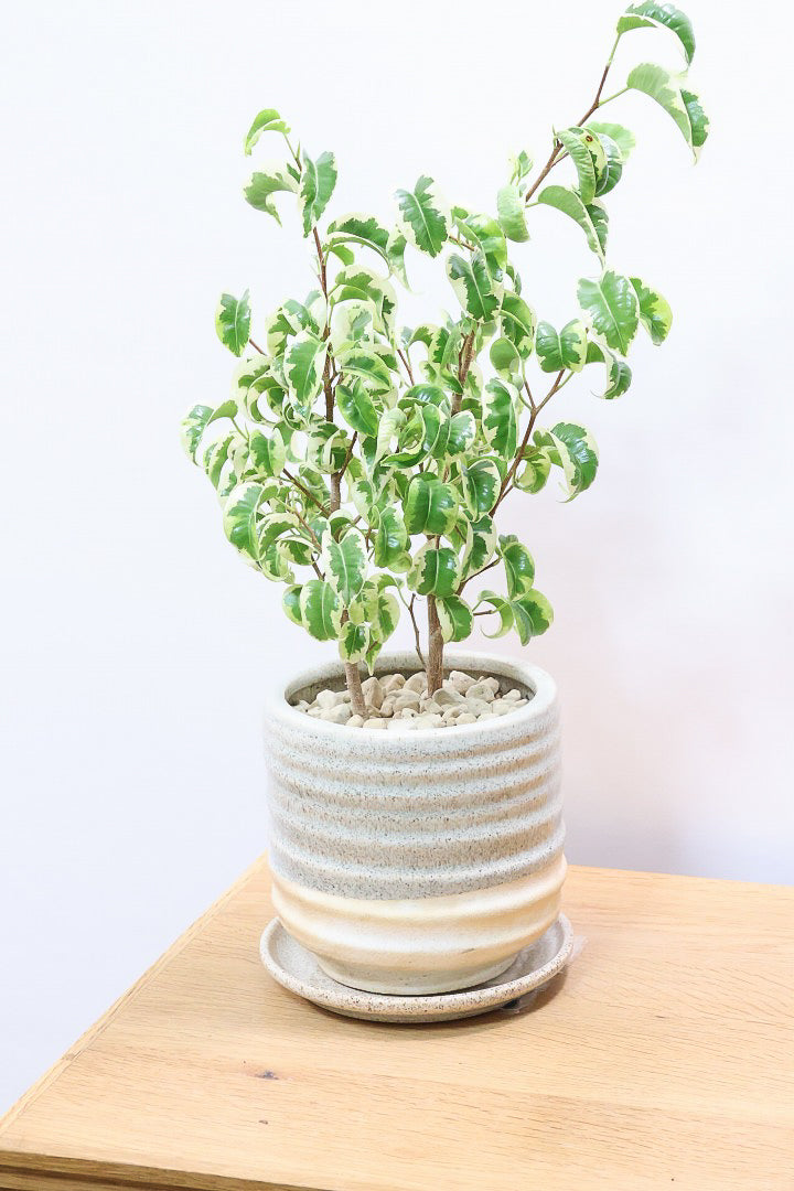 【ベンジャミン シタシオン】かわいいツートンカラーのPOT♪ミニサイズなのに幹はしっかりとしています！爽やかな葉っぱが素敵♪