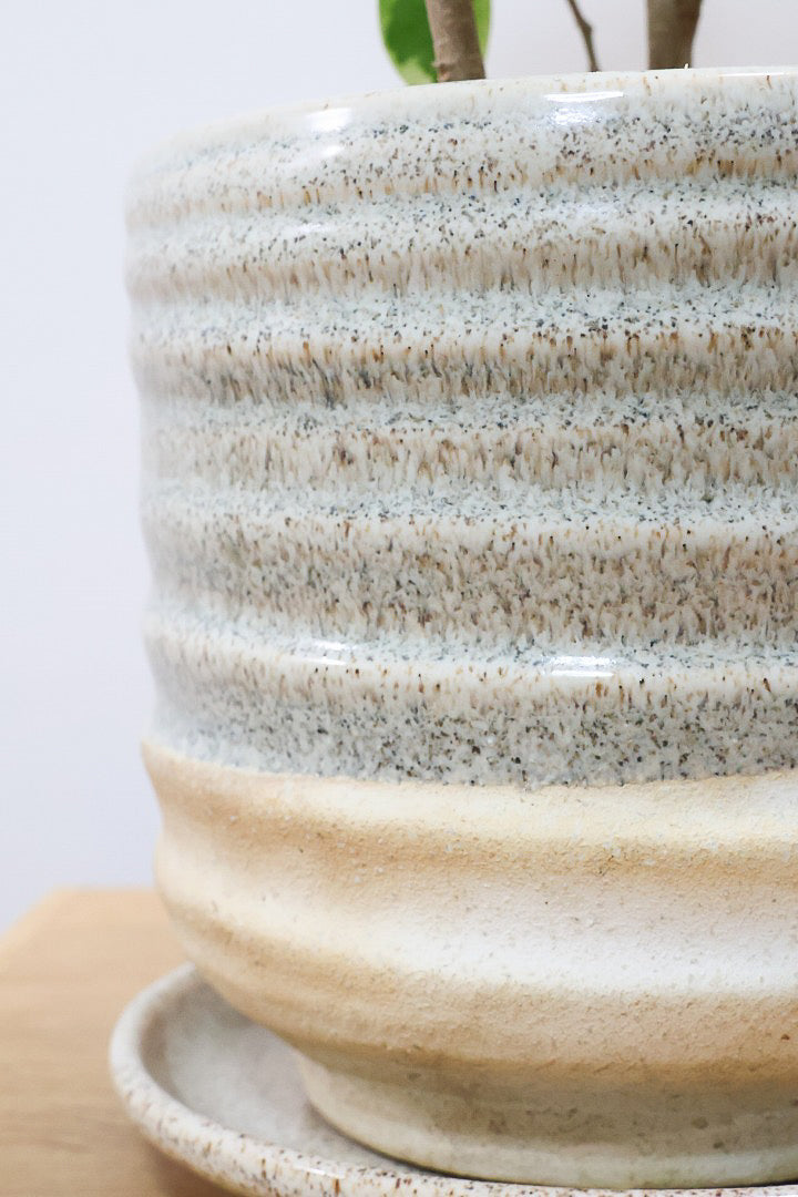 【ベンジャミン シタシオン】かわいいツートンカラーのPOT♪ミニサイズなのに幹はしっかりとしています！爽やかな葉っぱが素敵♪