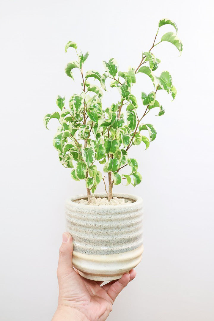 【ベンジャミン シタシオン】かわいいツートンカラーのPOT♪ミニサイズなのに幹はしっかりとしています！爽やかな葉っぱが素敵♪
