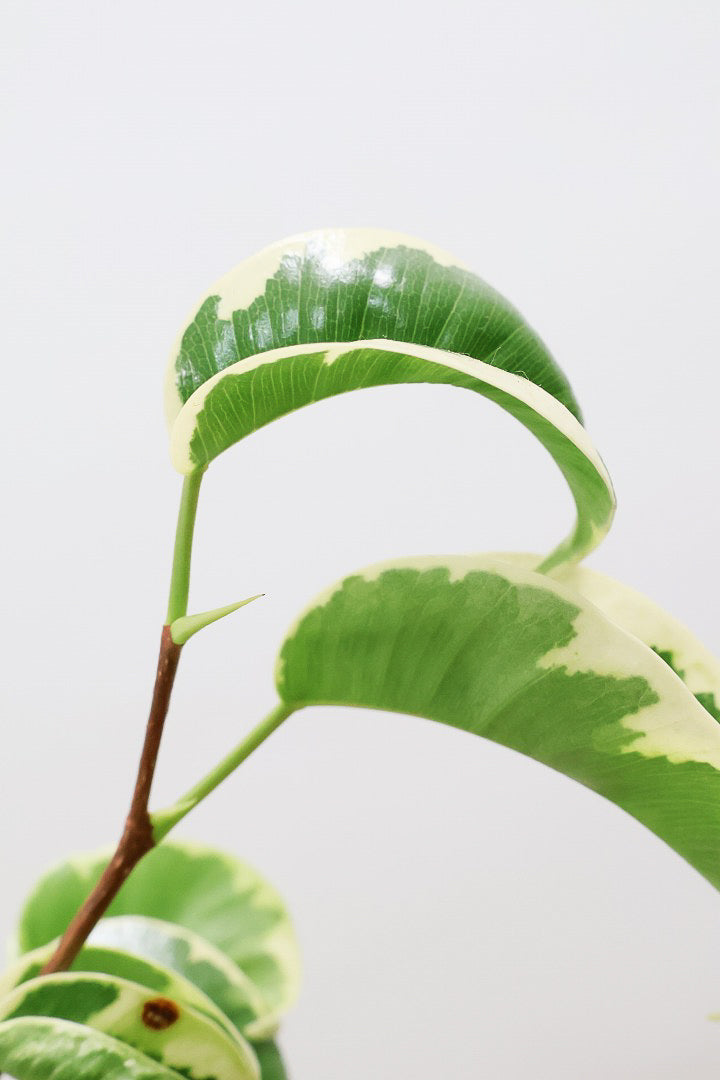 【ベンジャミン シタシオン】かわいいツートンカラーのPOT♪ミニサイズなのに幹はしっかりとしています！爽やかな葉っぱが素敵♪