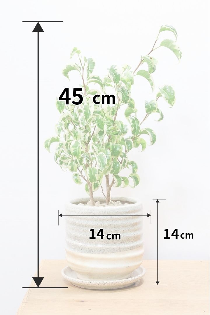 【ベンジャミン シタシオン】かわいいツートンカラーのPOT♪ミニサイズなのに幹はしっかりとしています！爽やかな葉っぱが素敵♪