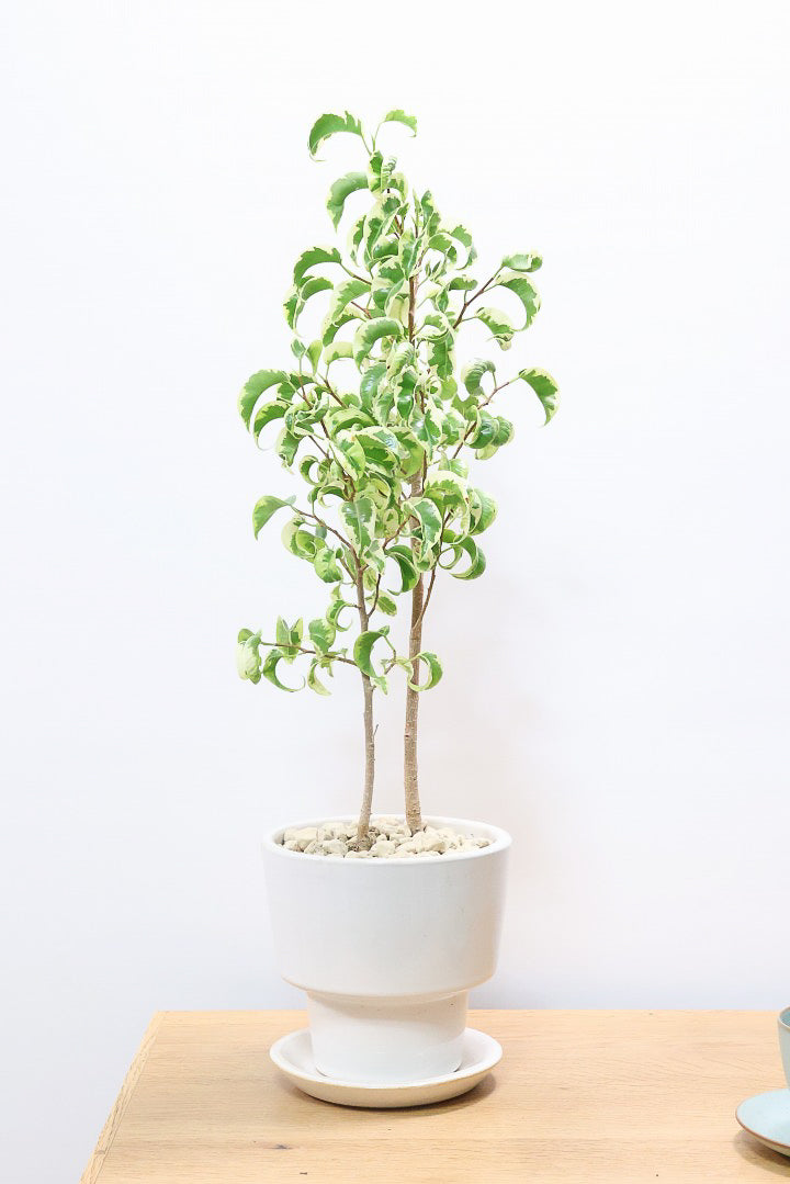 【ベンジャミン シタシオン】シンプルなデザインのPOT♪幹がしっかりとしていますが、かわいいミニサイズ！爽やかな葉っぱが素敵♪