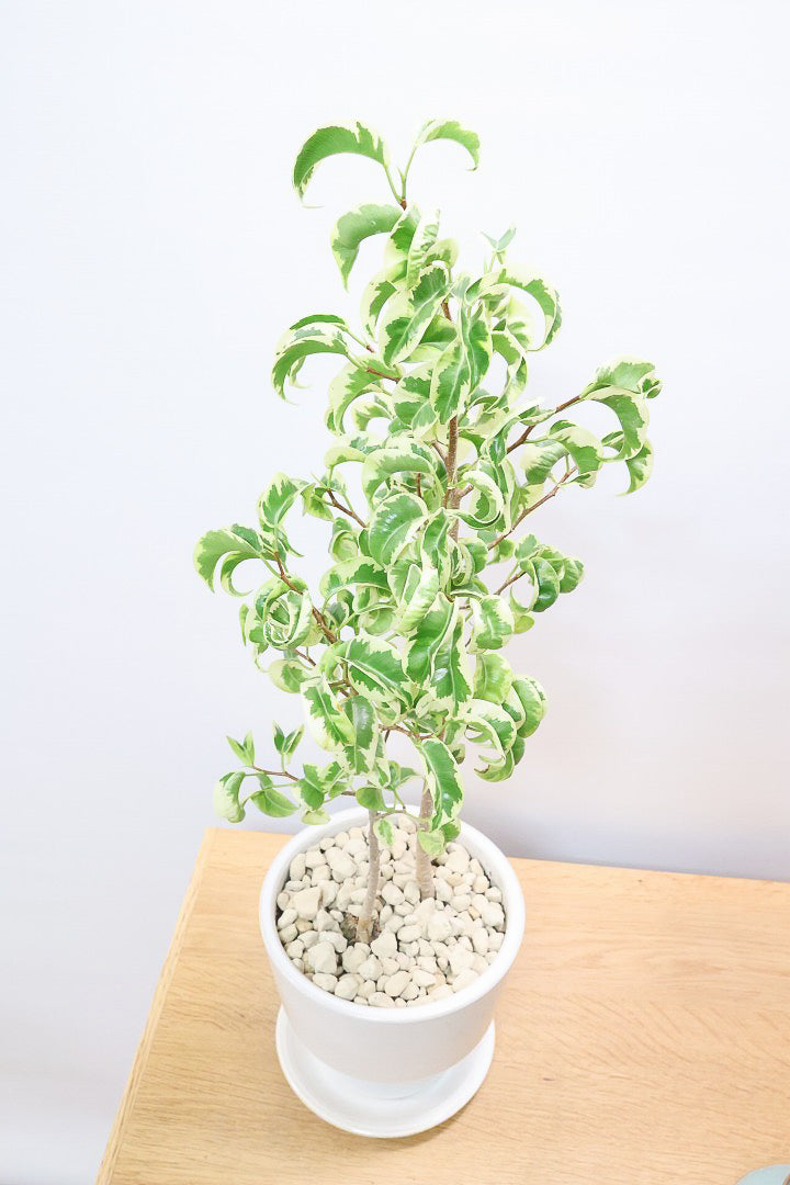 【ベンジャミン シタシオン】シンプルなデザインのPOT♪幹がしっかりとしていますが、かわいいミニサイズ！爽やかな葉っぱが素敵♪