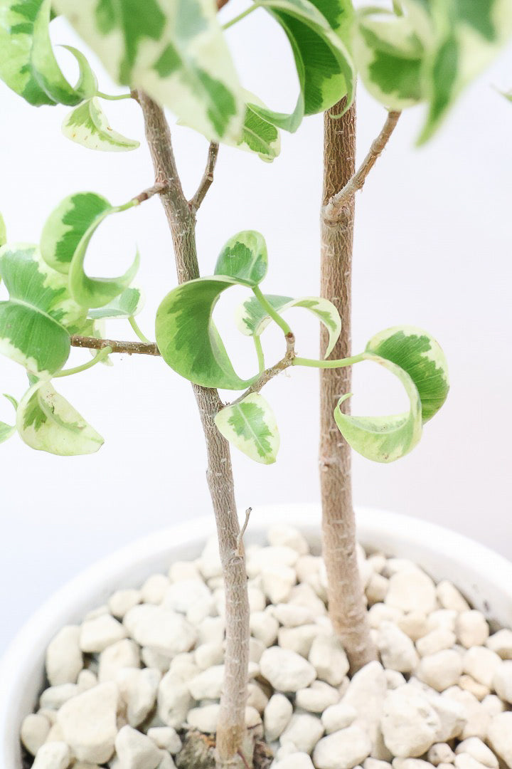 【ベンジャミン シタシオン】シンプルなデザインのPOT♪幹がしっかりとしていますが、かわいいミニサイズ！爽やかな葉っぱが素敵♪