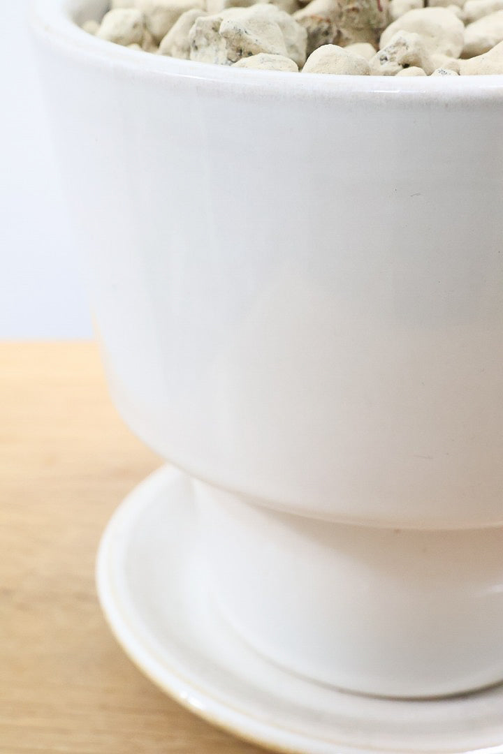 【ベンジャミン シタシオン】シンプルなデザインのPOT♪幹がしっかりとしていますが、かわいいミニサイズ！爽やかな葉っぱが素敵♪