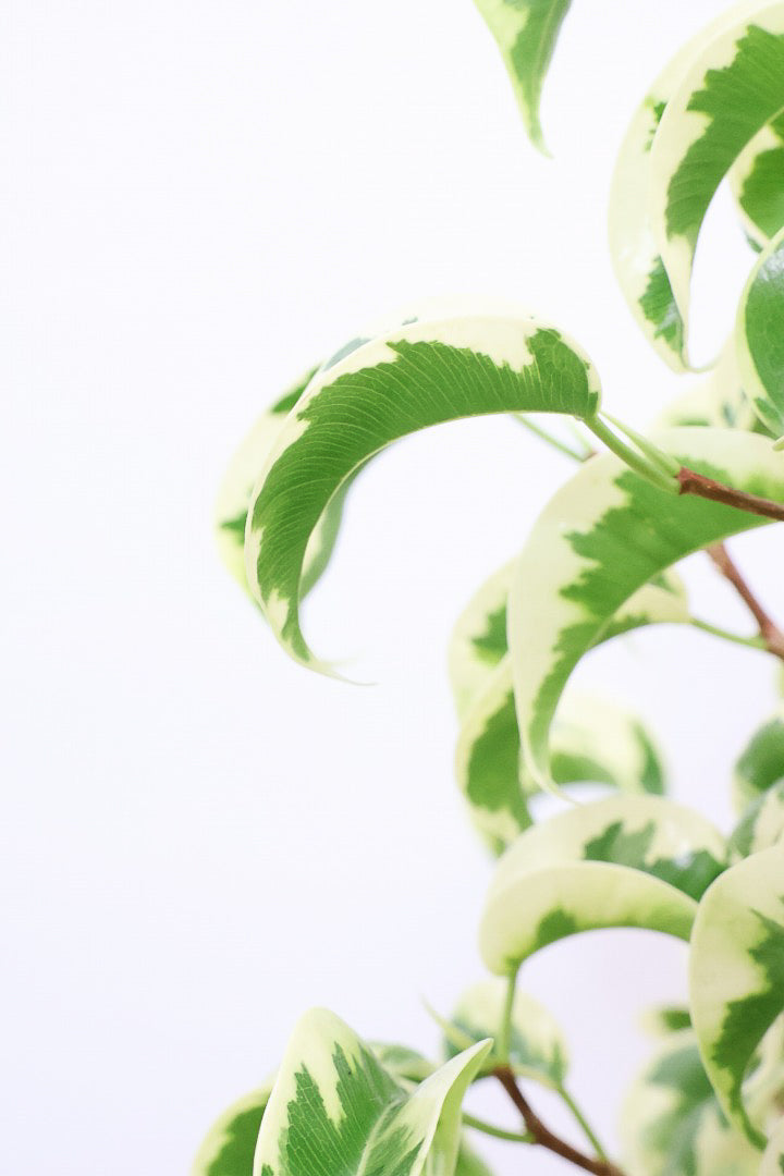 【ベンジャミン シタシオン】シンプルなデザインのPOT♪幹がしっかりとしていますが、かわいいミニサイズ！爽やかな葉っぱが素敵♪