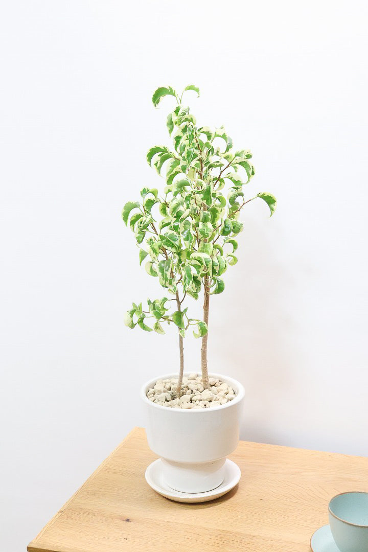 【ベンジャミン シタシオン】シンプルなデザインのPOT♪幹がしっかりとしていますが、かわいいミニサイズ！爽やかな葉っぱが素敵♪