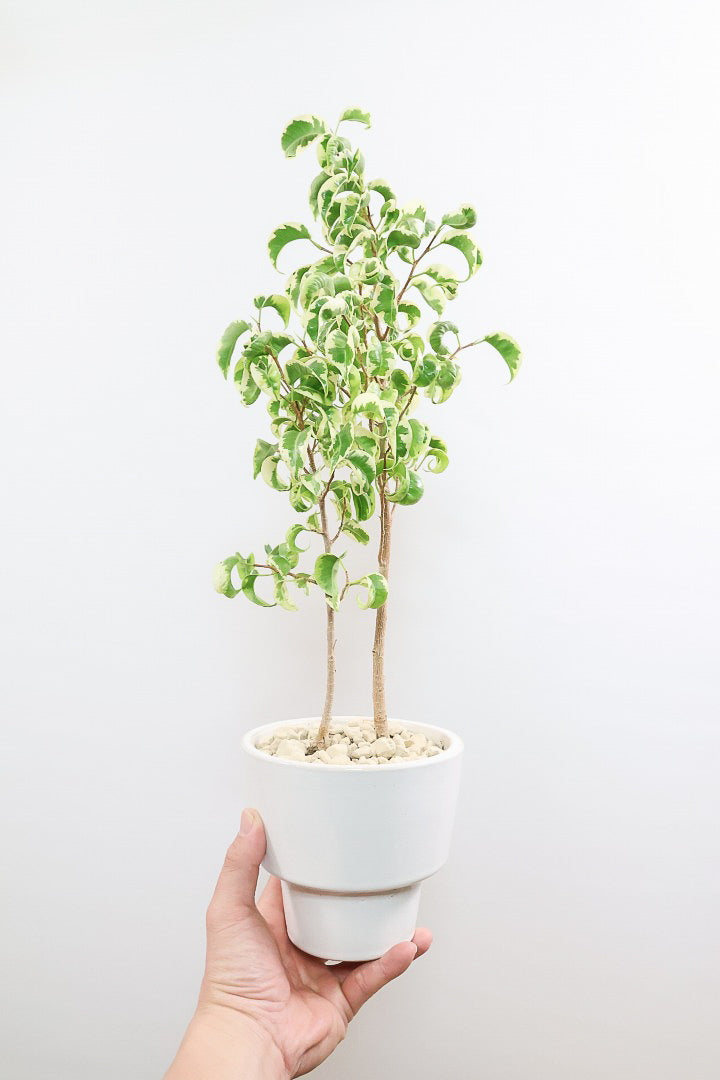 【ベンジャミン シタシオン】シンプルなデザインのPOT♪幹がしっかりとしていますが、かわいいミニサイズ！爽やかな葉っぱが素敵♪