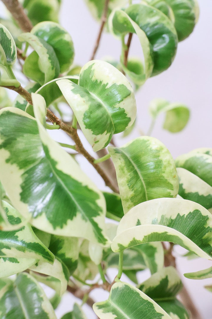 【ベンジャミン シタシオン】シンプルなデザインのPOT♪幹がしっかりとしていますが、かわいいミニサイズ！爽やかな葉っぱが素敵♪